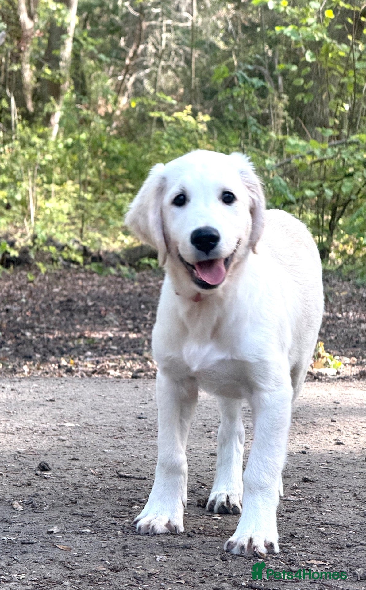 Golden Retriever dogs Klaus - Advert 1