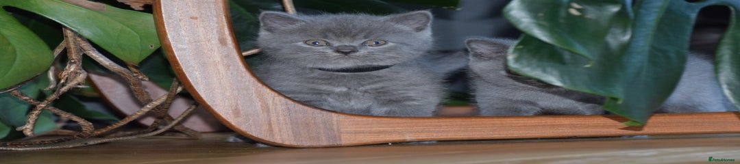 British Shorthair Kitten 1