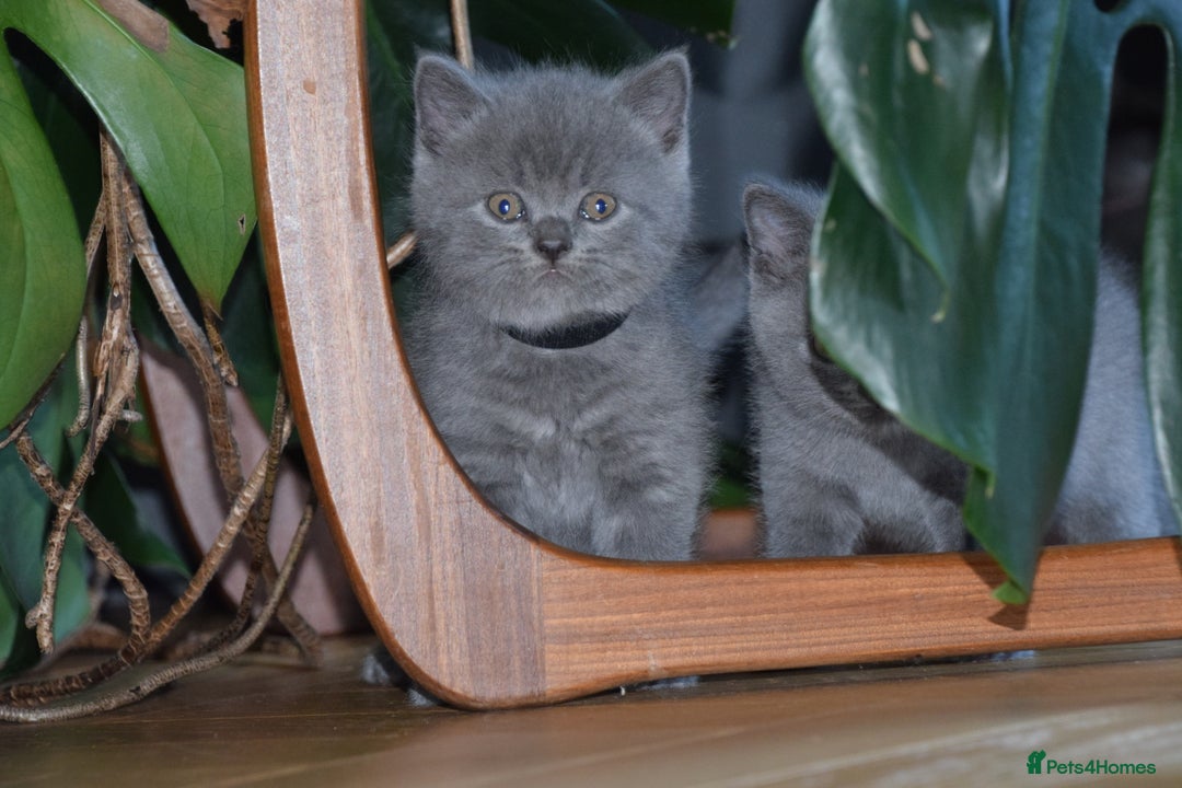 British Shorthair cats for sale: BSH Blue kittens, 3xgirls 3xboys - Image 5