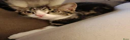 Mixed Breed cats for sale: Two Adorable Kittens Looking for Home!  - Advert 20