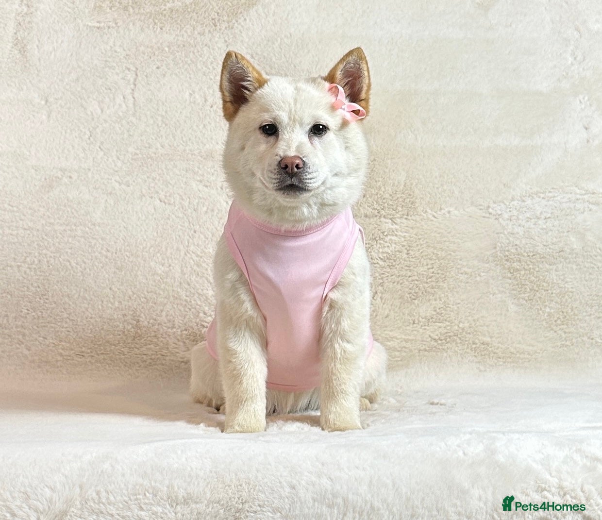 Chow Chow dogs Beautiful 5 month old cream chowsky female puppy  - Advert 1