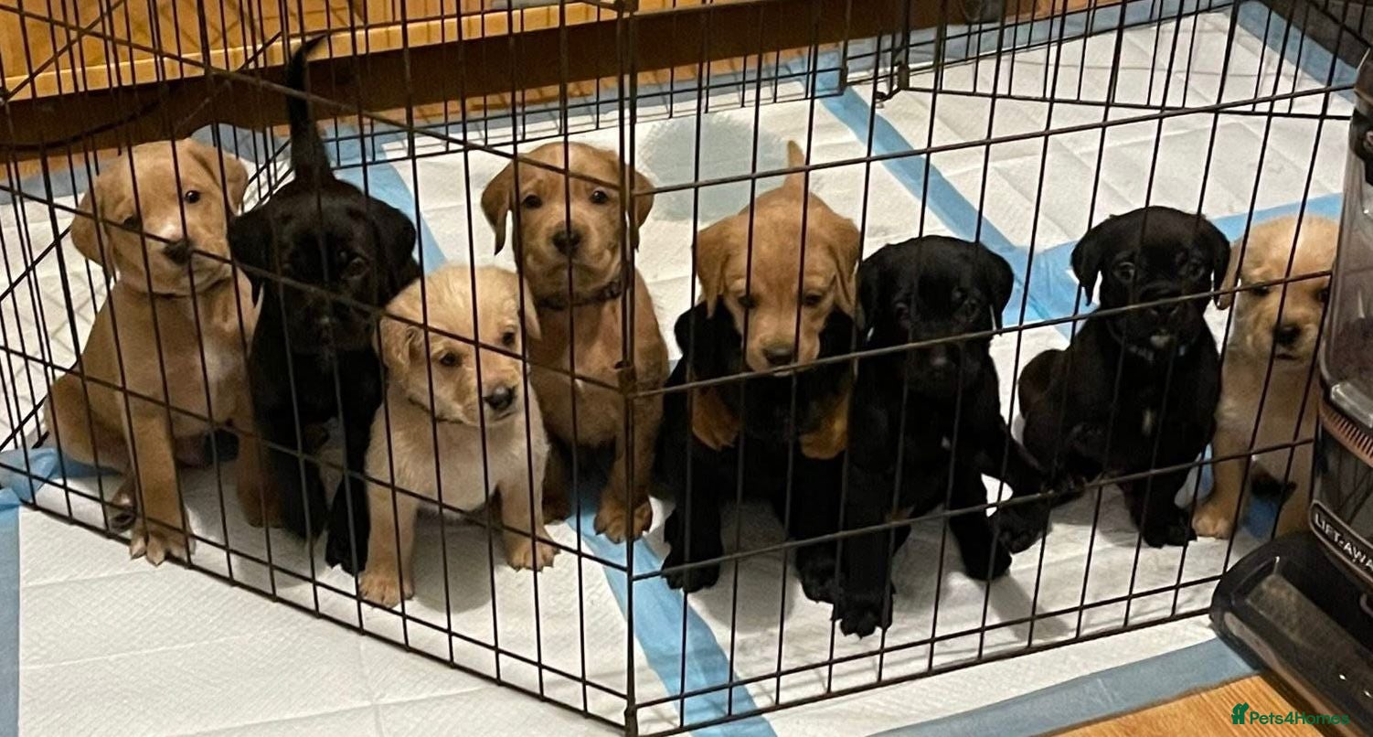 Mixed Breed dogs Beautiful Labrador crosses - Advert 5
