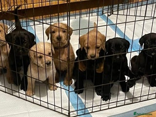 Mixed Breed dogs Beautiful Labrador crosses - Advert 3