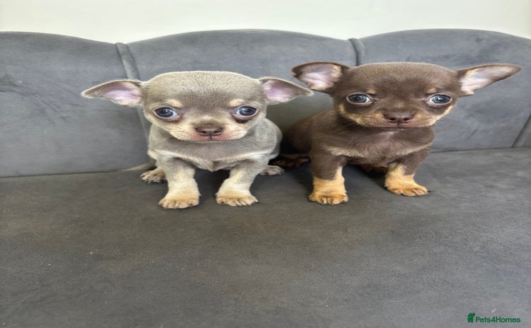 Chihuahua dogs - Advert 1