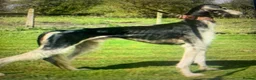 Lurcher dogs for sale: First cross saluki greyhounds  - Advert 29