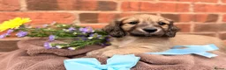 Miniature Dachshund dogs for sale: Long haired miniature dachshunds  - Advert 12