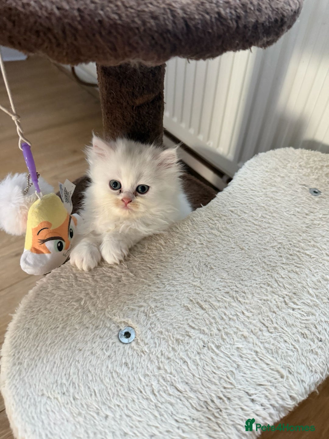 Persian cats for sale: Persian kittens, 3 boys and 1 girl - Advert 5