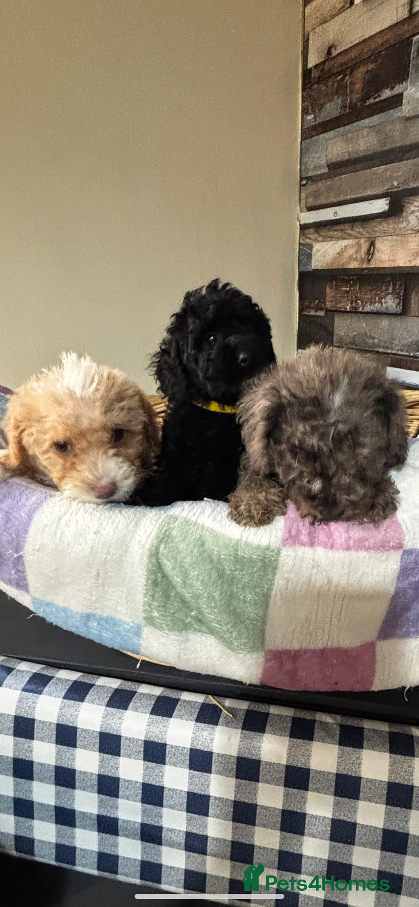 Toy Poodle dogs Beautiful Toy Poodle Pups  - Advert 7