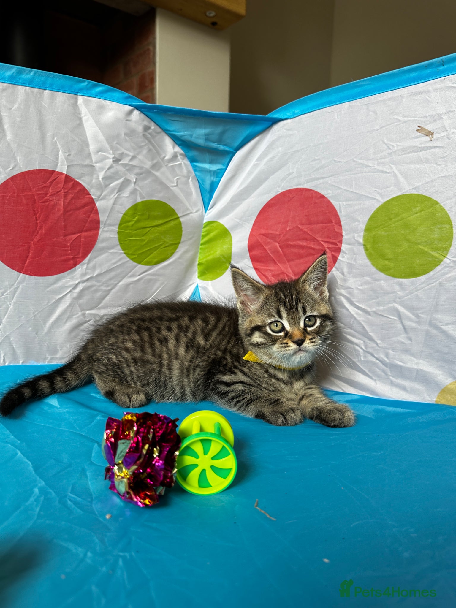 Mixed Breed cats for sale: Maine Coon x British Short Hair Kittens in Cambridge - Advert 8