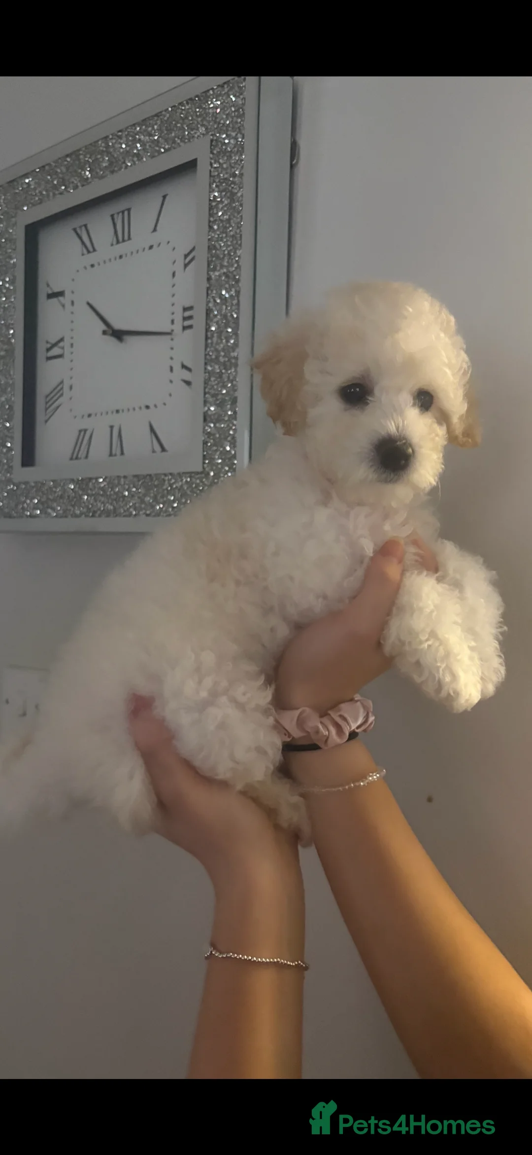 Cavapoochon dogs for sale: *REDUCED*LAST BABY GIRLS LEFT READY TO LEAVE NOW  - Advert 1