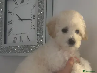 Cavapoochon dogs LAST BABY GIRLS LEFT READY TO LEAVE NOW - Advert 3