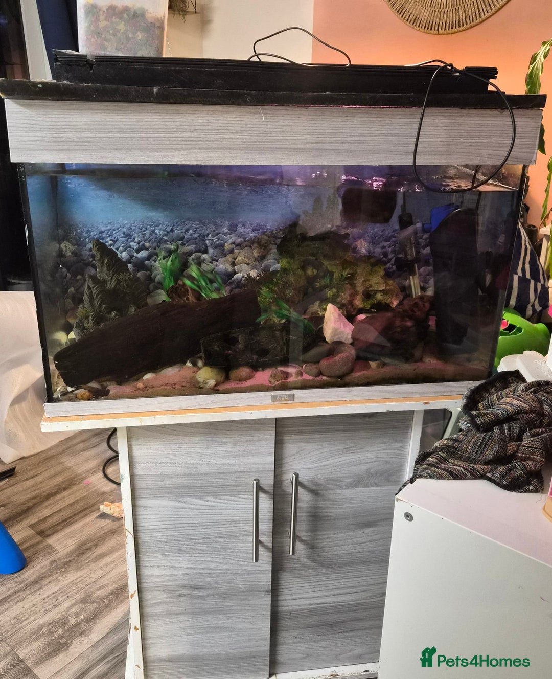 Loaches fish for sale: Tropical aquarium plus fish, Shrimp and snails - Advert 1