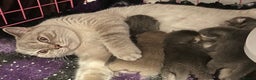 British Shorthair cats for sale: Beautiful British Shorthair kittens  - Advert 27