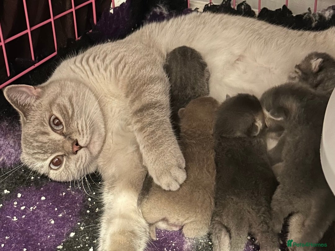 British Shorthair cats for sale: Beautiful British Shorthair kittens  - Advert 27