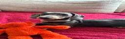Miniature Dachshund dogs for sale: Female Miniature Dachshund Puppy for sale!  - Advert 1