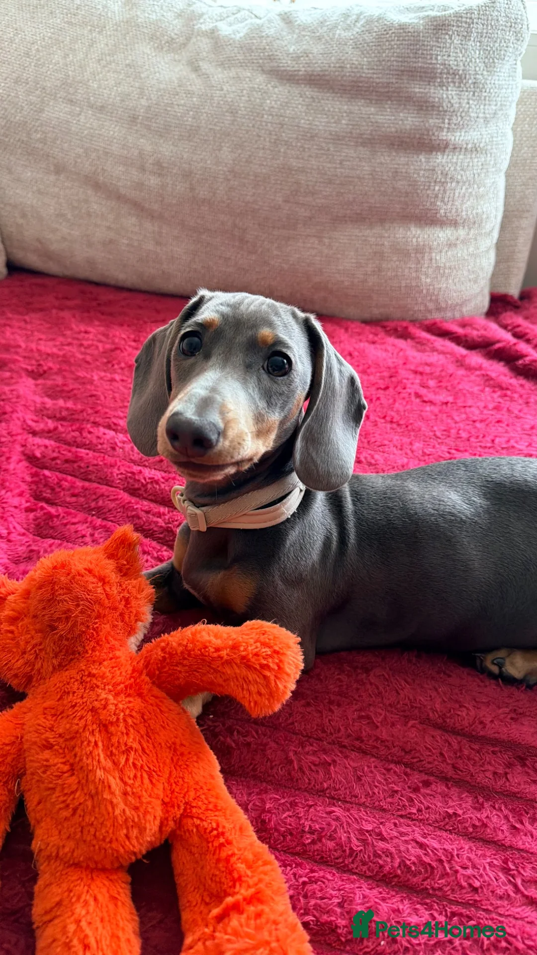 Miniature Dachshund dogs for sale: Female Miniature Dachshund Puppy for sale!  - Advert 1