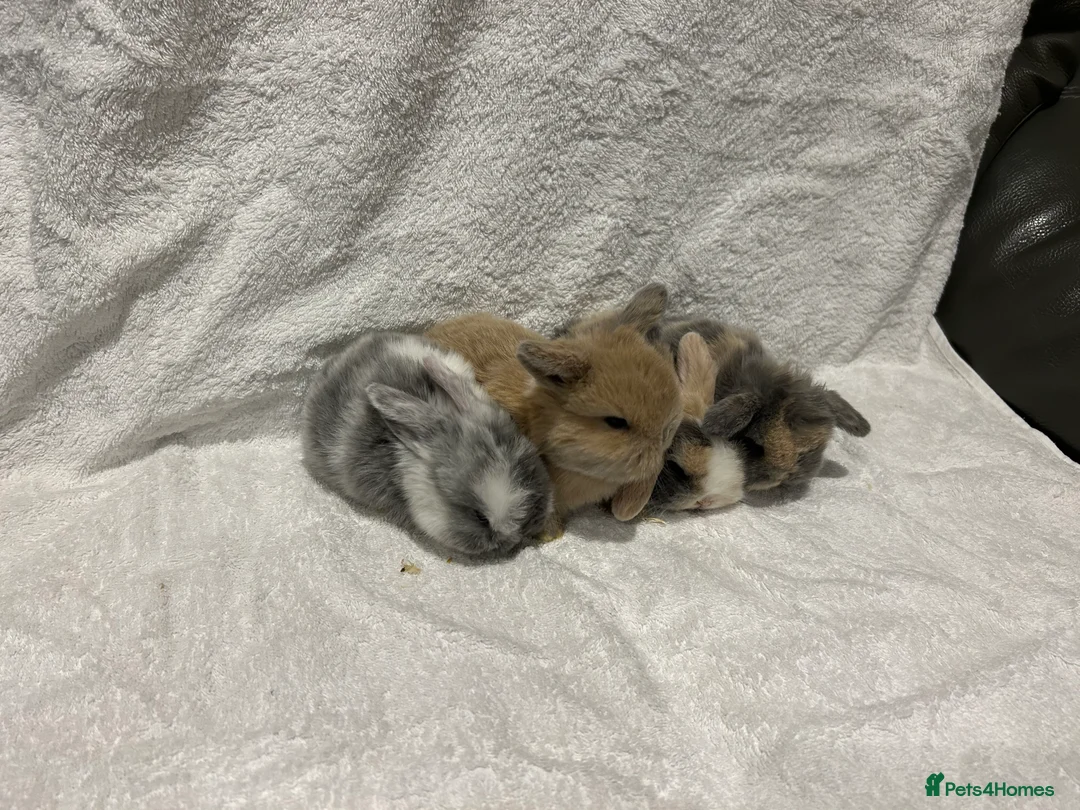Mini Lop rabbits for sale: Pure Bred Mini Lop Baby Rabbits - Advert 22