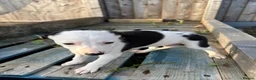 Lurcher dogs for sale: Lurcher puppies in Chesterfield - Advert 17