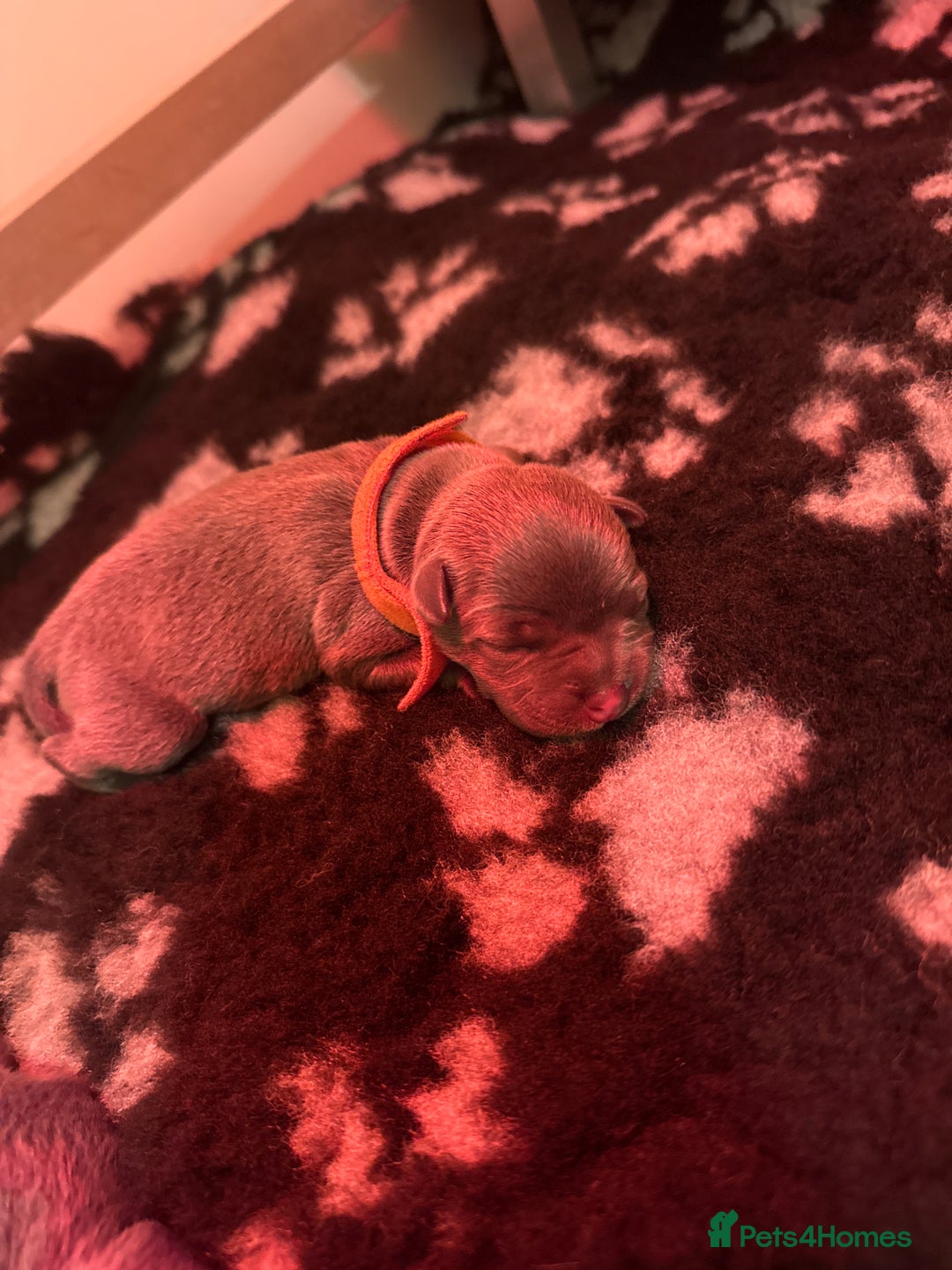 Staffordshire Bull Terrier dogs for sale: 6 Exclusive Champion blood Multi international - Image 9