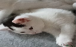 Mixed Breed cats for sale: 1 girl 1 boy kitten 8 weeks - Image 3