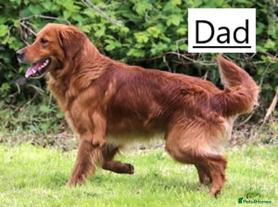 Golden Retriever dogs for sale: Beautiful retriever puppies, KC Reg/Health tested - Advert 18