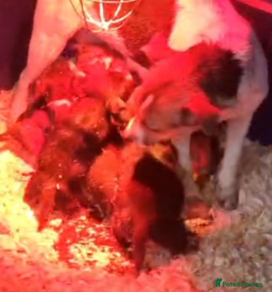 Jack Russell dogs for sale: GORGEOUS JACK RUSSELL PUPPIES  - Image 14