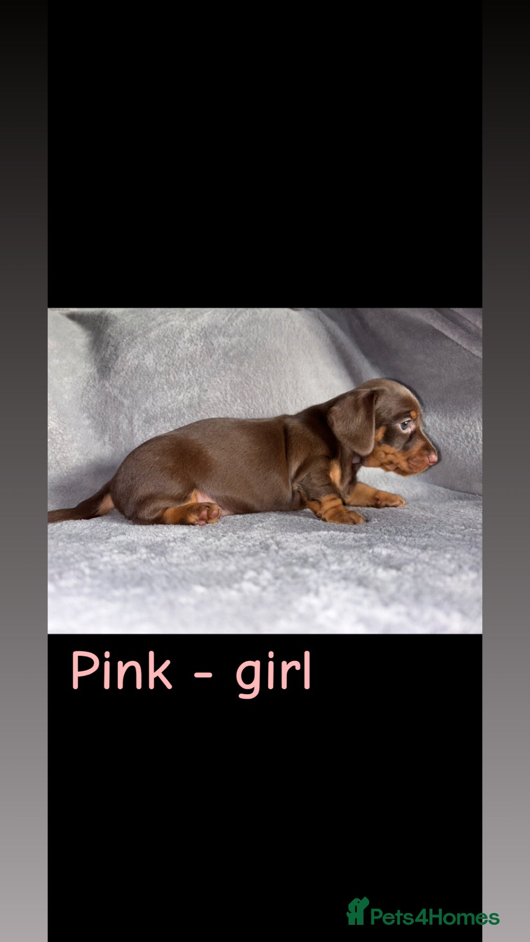 Miniature Dachshund dogs for sale: One male left. LAST PUP Miniature dachshund!  - Image 11