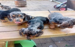 Miniature Dachshund dogs for sale: Affordable mini doxies for loving homes - Image 1