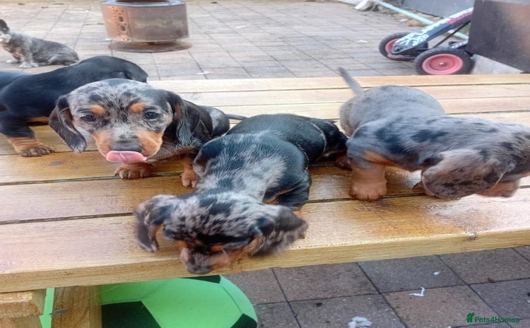 Miniature Dachshund dogs - Advert 1
