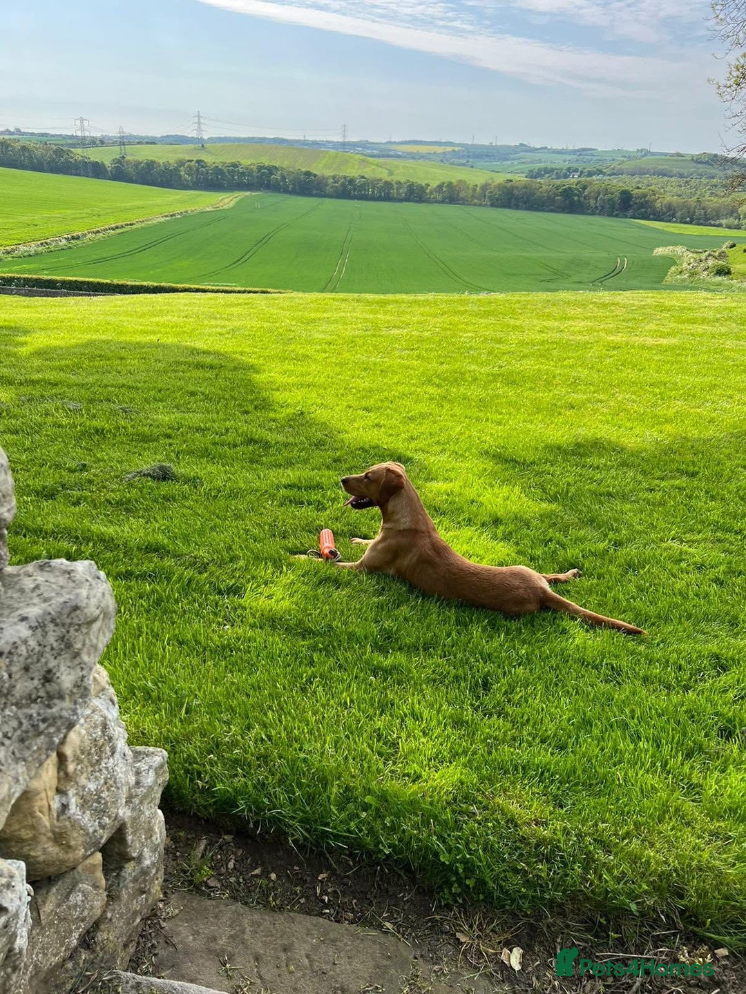 Labrador Retriever dogs for stud: Wiremoors Bram fox red Kc Reg & health tested dog - Advert 13