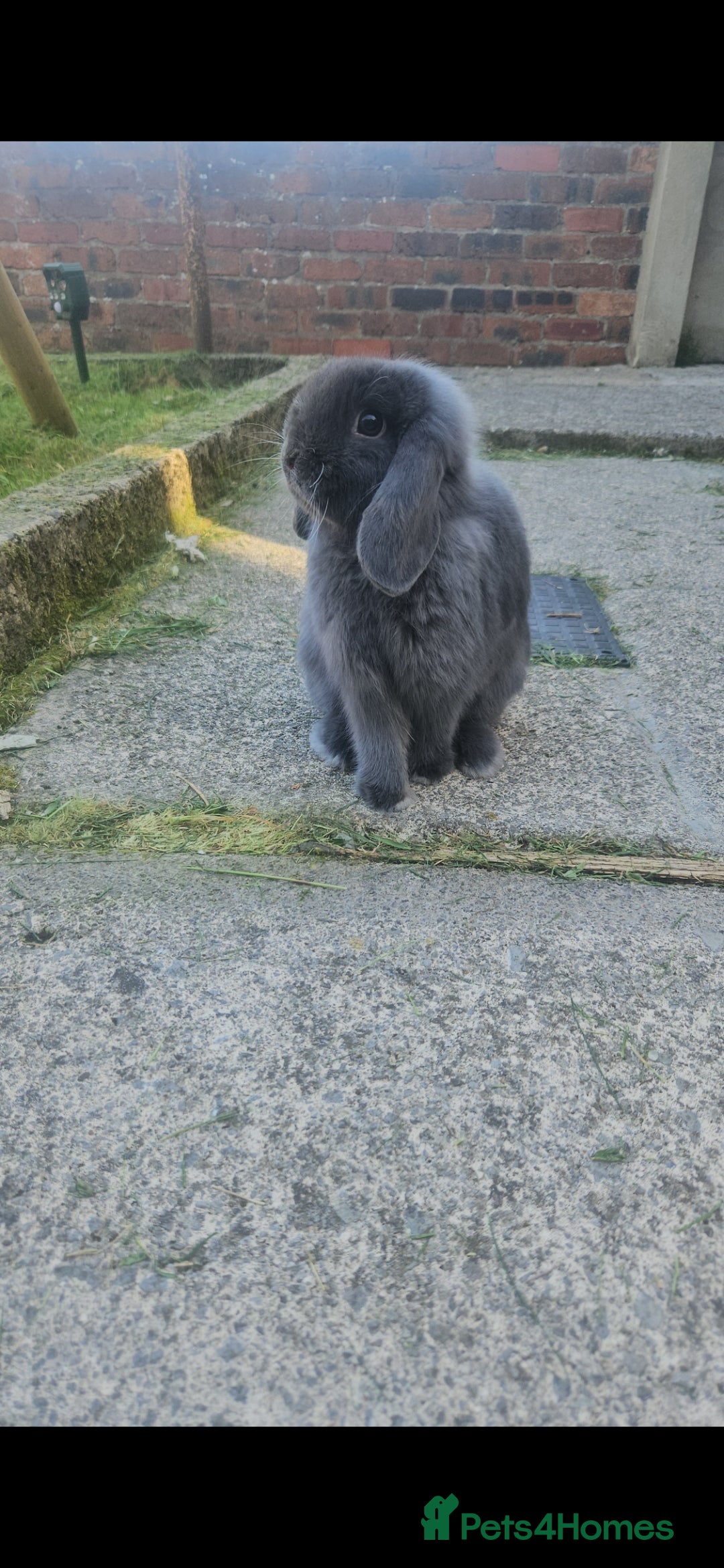 Mini Lop rabbits for sale: Two beautiful mini lop bunnies  - Advert 3