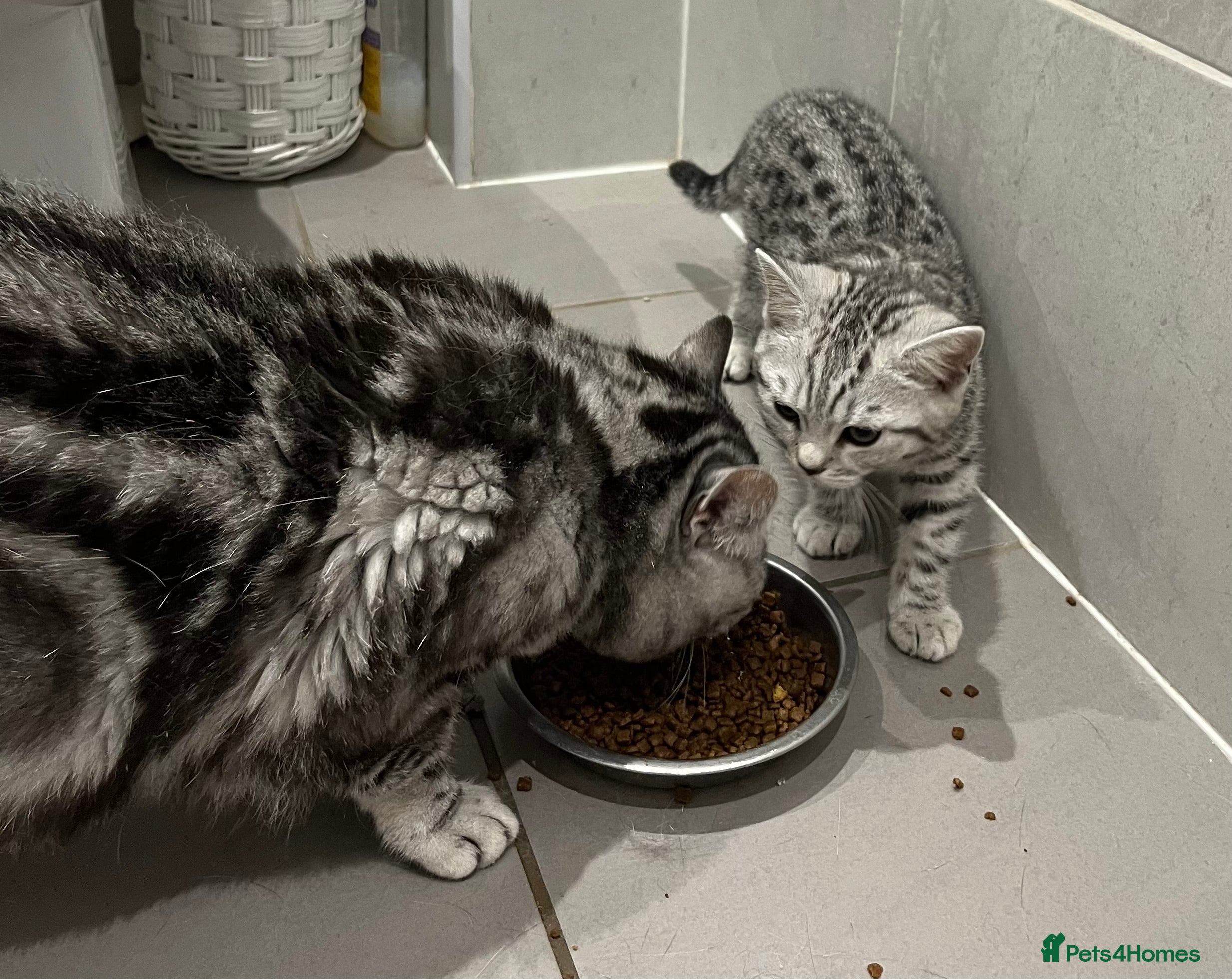 British Shorthair cats Stunning black silver spotted British Shorthair  - Advert 1