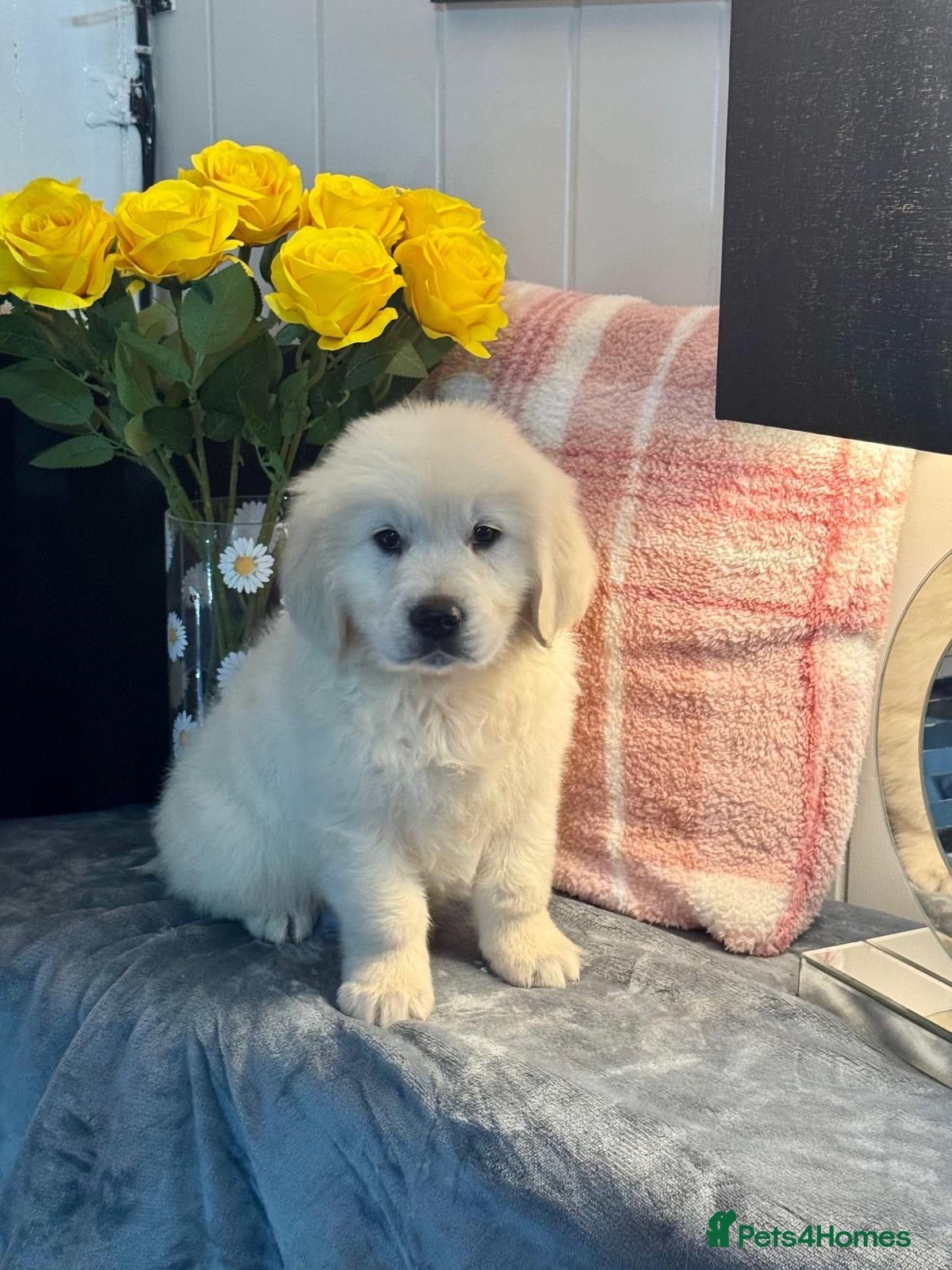 Golden Retriever dogs 2 boys  kc reg  cream golden retriever puppies  - Advert 5