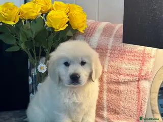 Golden Retriever dogs 2 boys kc reg cream golden retriever puppies - Advert 5