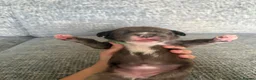 Mixed Breed dogs for sale: Gorgeous cane corso cross springer puppies  - Advert 7