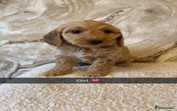 Cockapoo dogs for sale: Cockapoo puppies 🐾  - Image 2