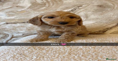 Cockapoo dogs - Advert 1