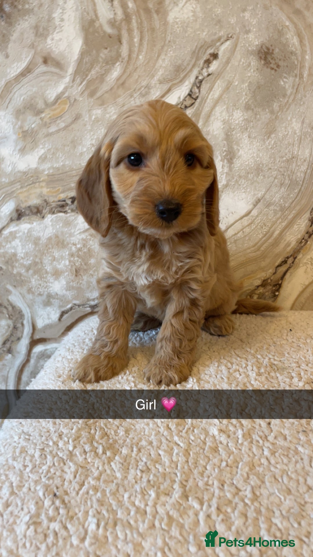 Cockapoo dogs for sale: Cockapoo puppies 🐾  - Image 2