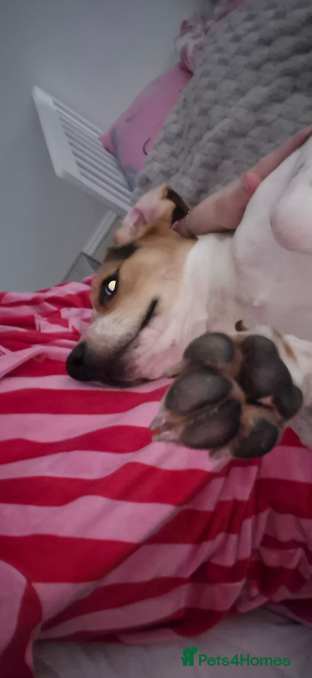 Beagle dogs for sale: Beagle  - Advert 3