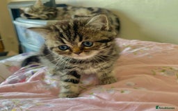 British Shorthair cats for sale: BSH. Silver/Brown Tabby kitten. - Image 5