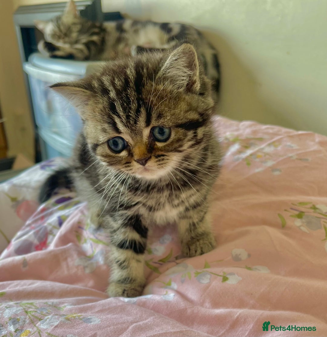 British Shorthair cats for sale: BSH. Silver/Brown Tabby kitten. - Image 5