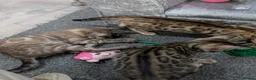 Bengal cats for sale: 🔥✨Pedigree TICA-Registered Bengals - Advert 7
