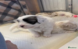 Mixed Breed dogs for sale: Maltese Cross Puppies for Sale  - Image 10