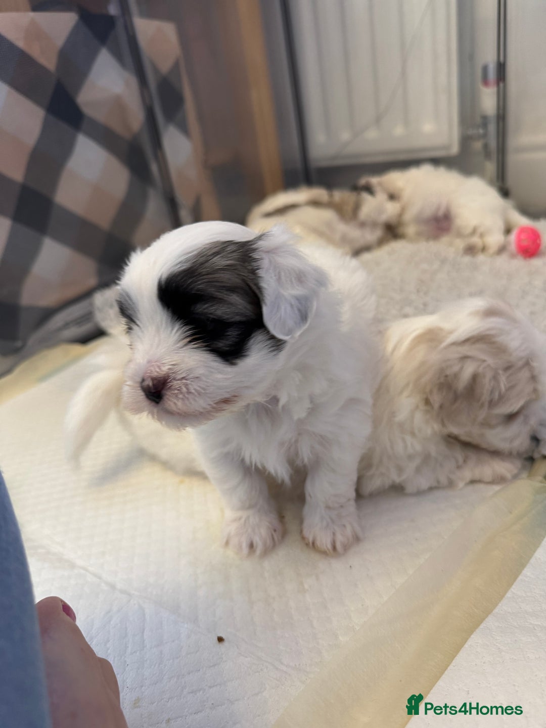 Mixed Breed dogs for sale: Maltese Cross Puppies for Sale  - Image 10