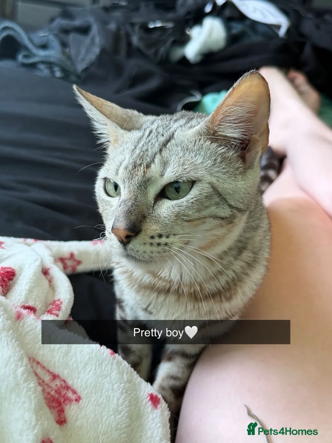 Bengal cats for sale: Silver lynx begal in Coventry - Advert 2