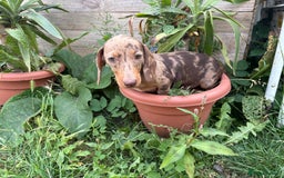 Miniature Dachshund dogs for sale:  Chocolate apple Miniature Dutch hound - Image 7