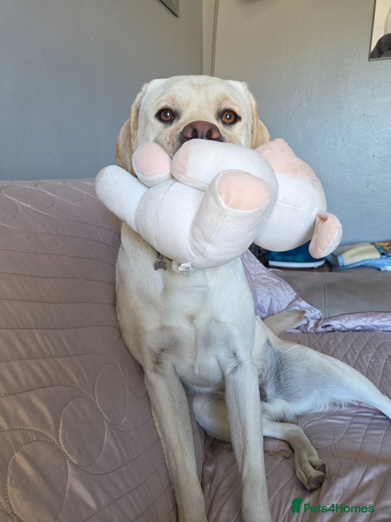 Labrador Retriever dogs Cheech looking for his forever family - Advert 2