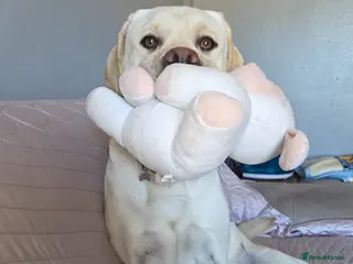 Labrador Retriever dogs Cheech looking for his forever family - Advert 2