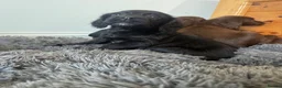 Sprocker dogs for sale: Gorgeous sprocker spaniel puppies  - Advert 13