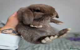Mini Lop rabbits for sale: Left one brown mini lop girl!!! - Image 4